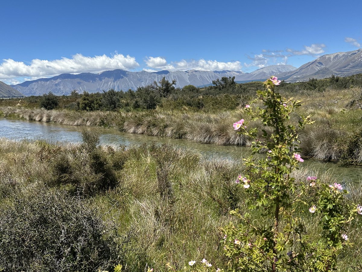 Joe Cesare tweet media