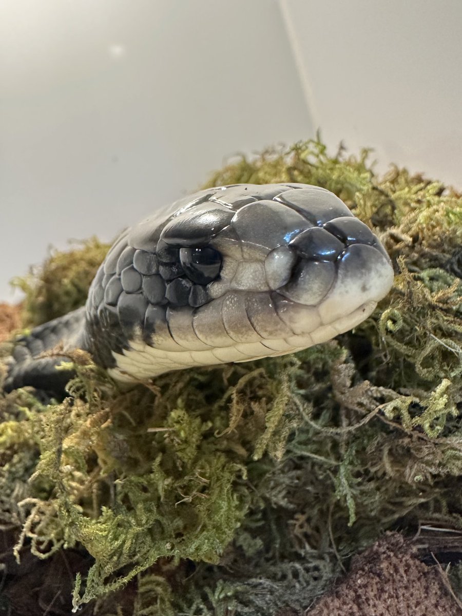 THE REPTILES HOUSE tweet media