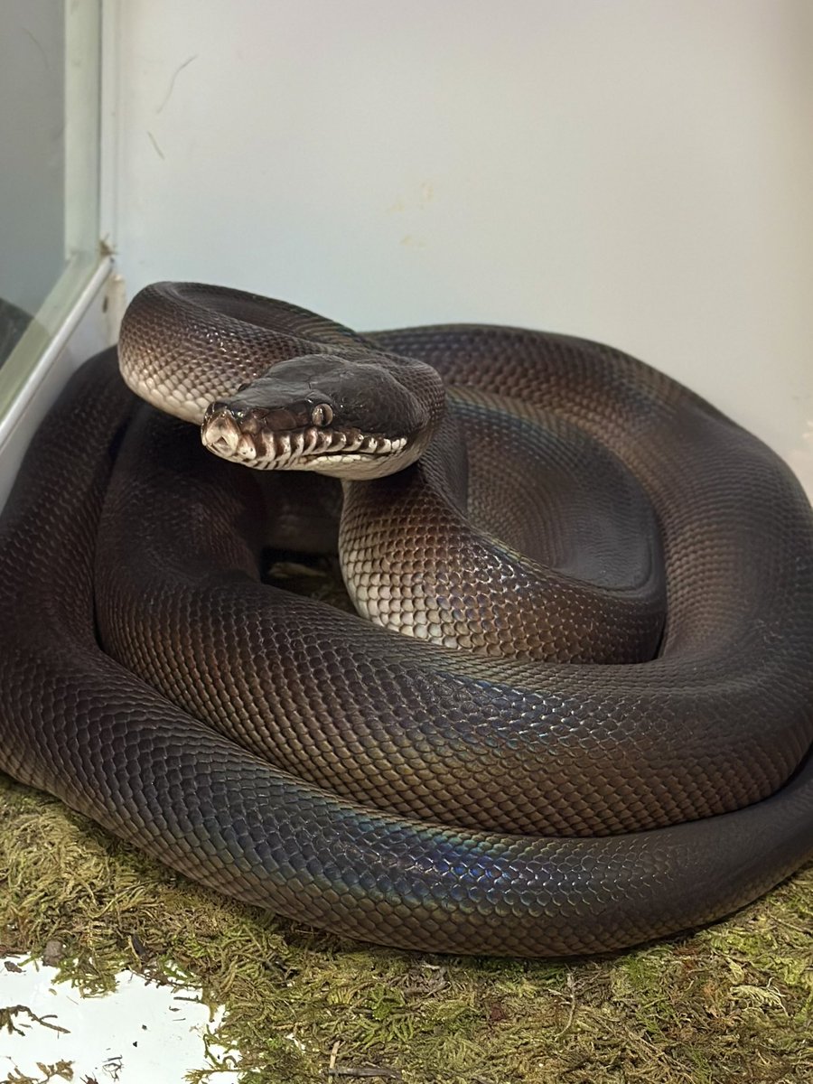 THE REPTILES HOUSE tweet media