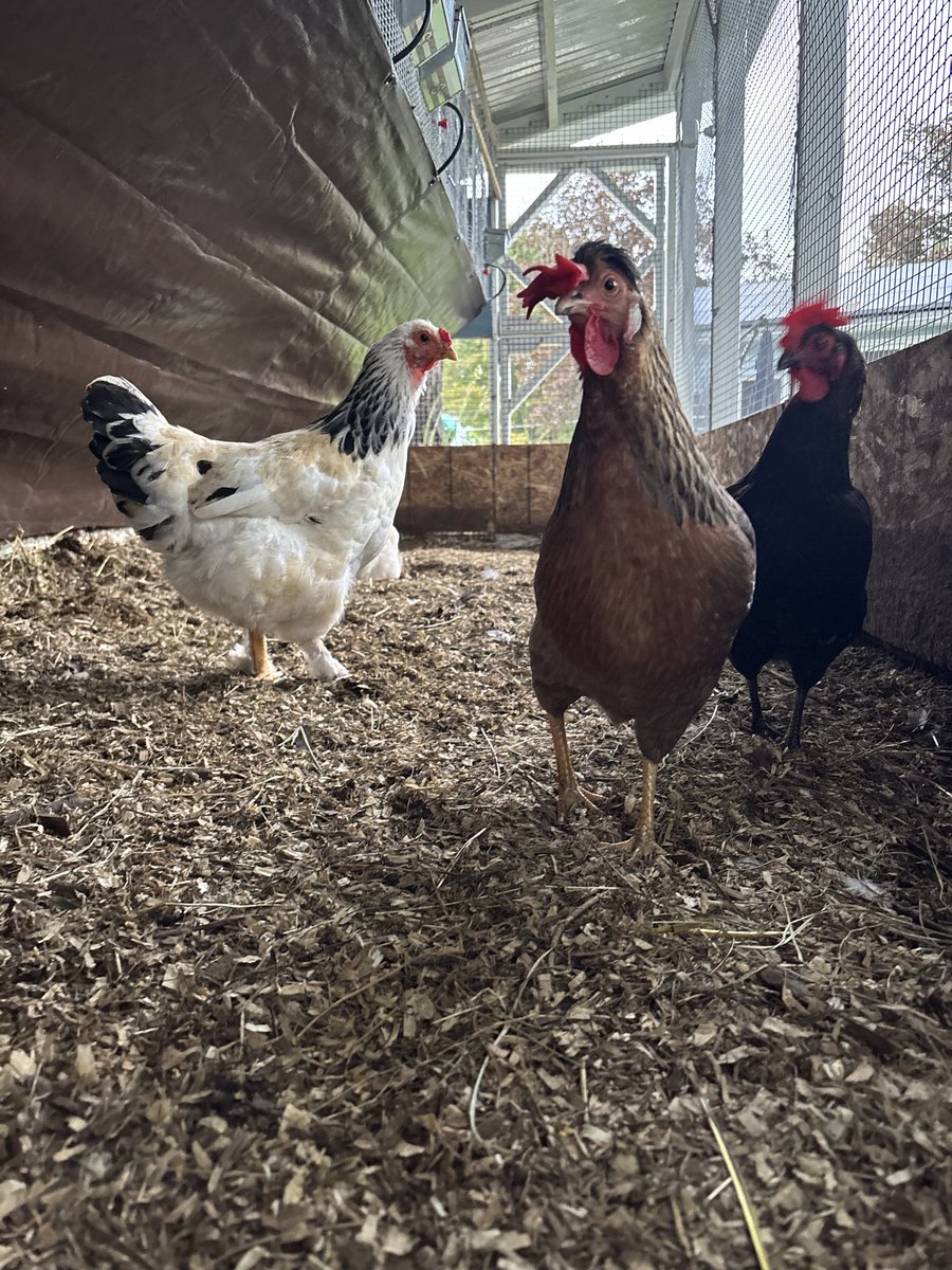 Below The Bramble tweet media