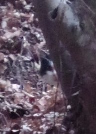 ホニさん/HONI-SAN tweet media