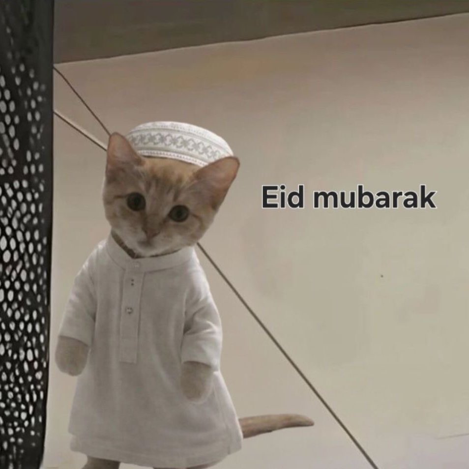 zennyy ฅᨐฅ tweet media