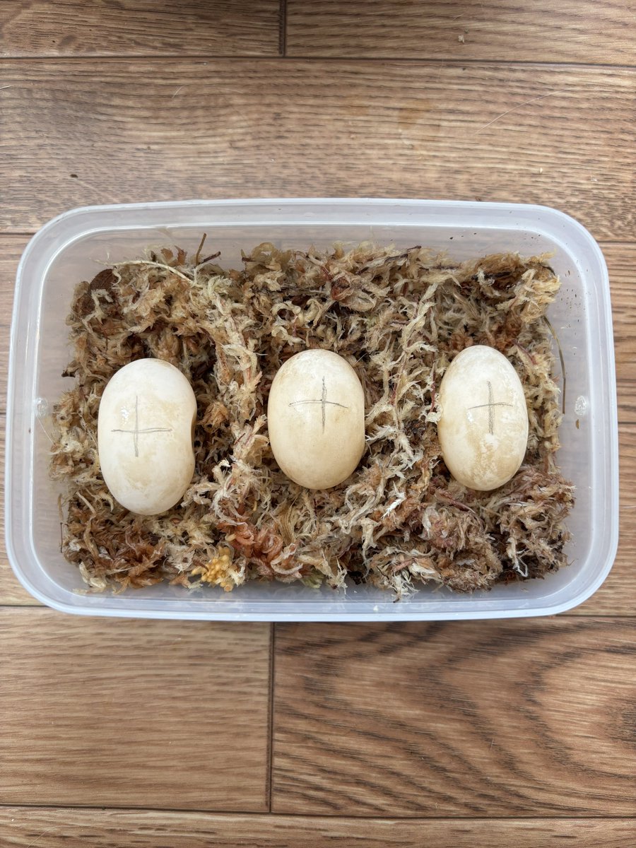 HerpState(ハープステート) tweet media