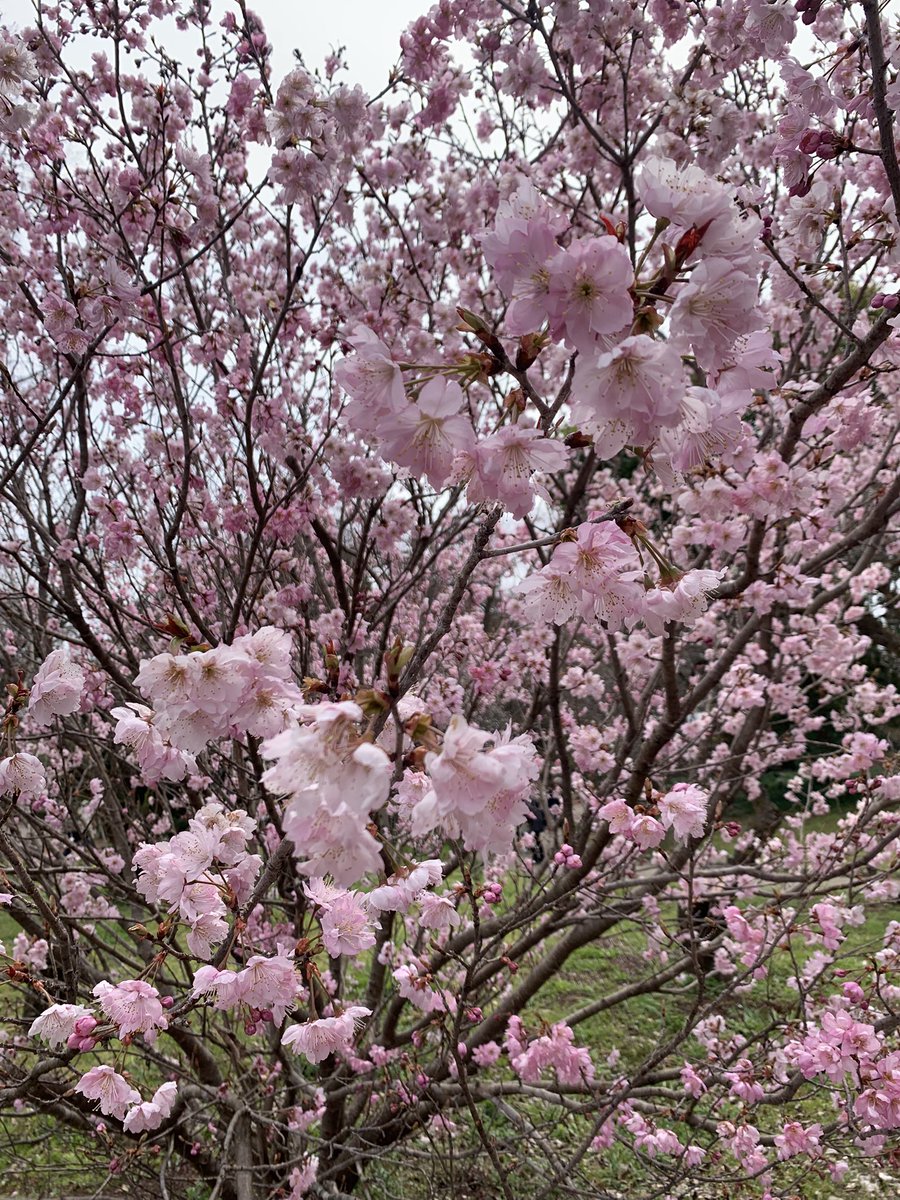 wakakyoto's tweet photo. 京都府立植物園の早咲きの桜も満開！祝日の今日は親子連れで賑わっています☺️ https://t.co/hwAaj75msI