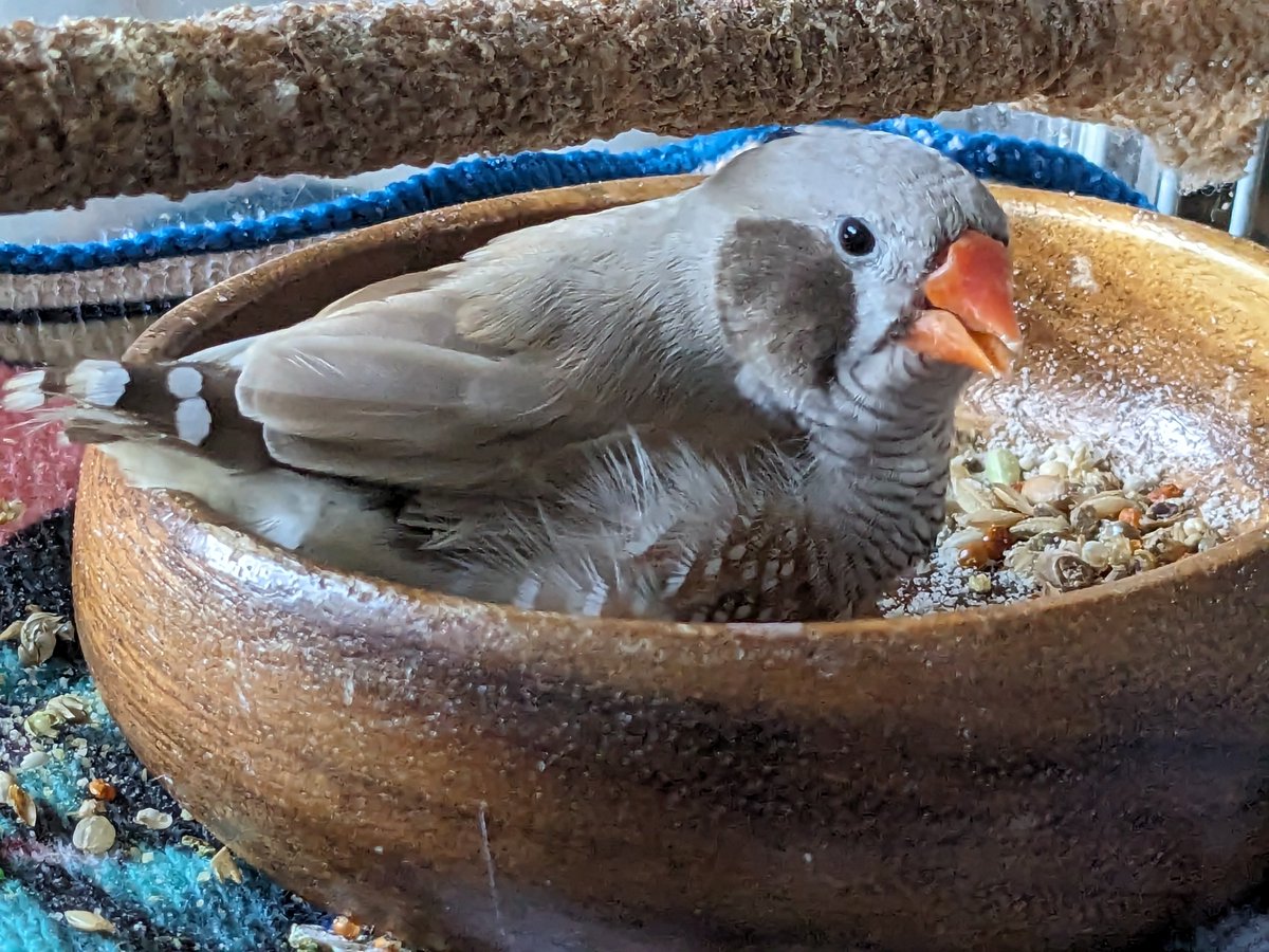 かとうみき tweet media