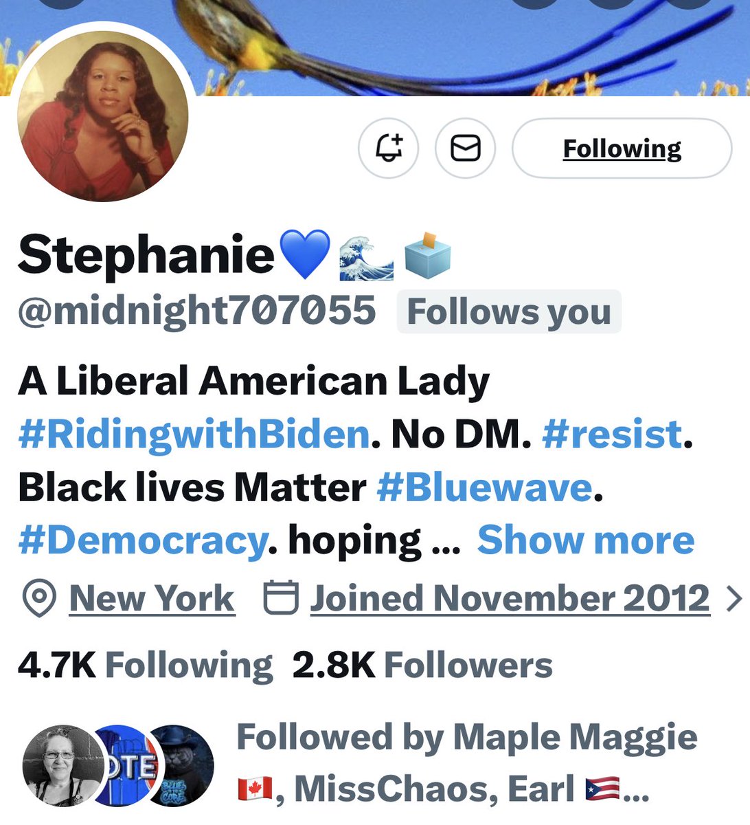 Turquoise Cat tweet media