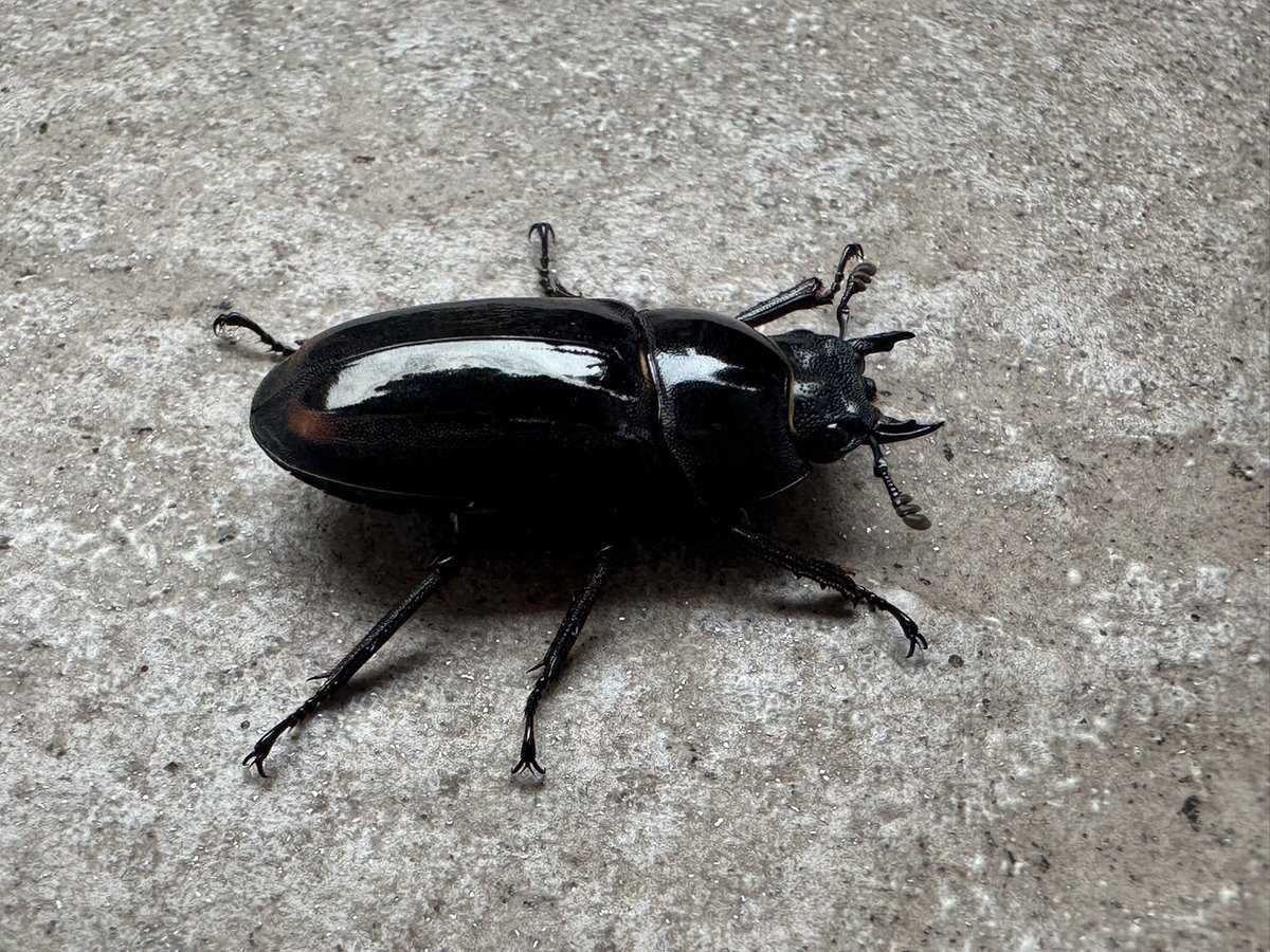 charan（パワーインセクトCの中の人） tweet media