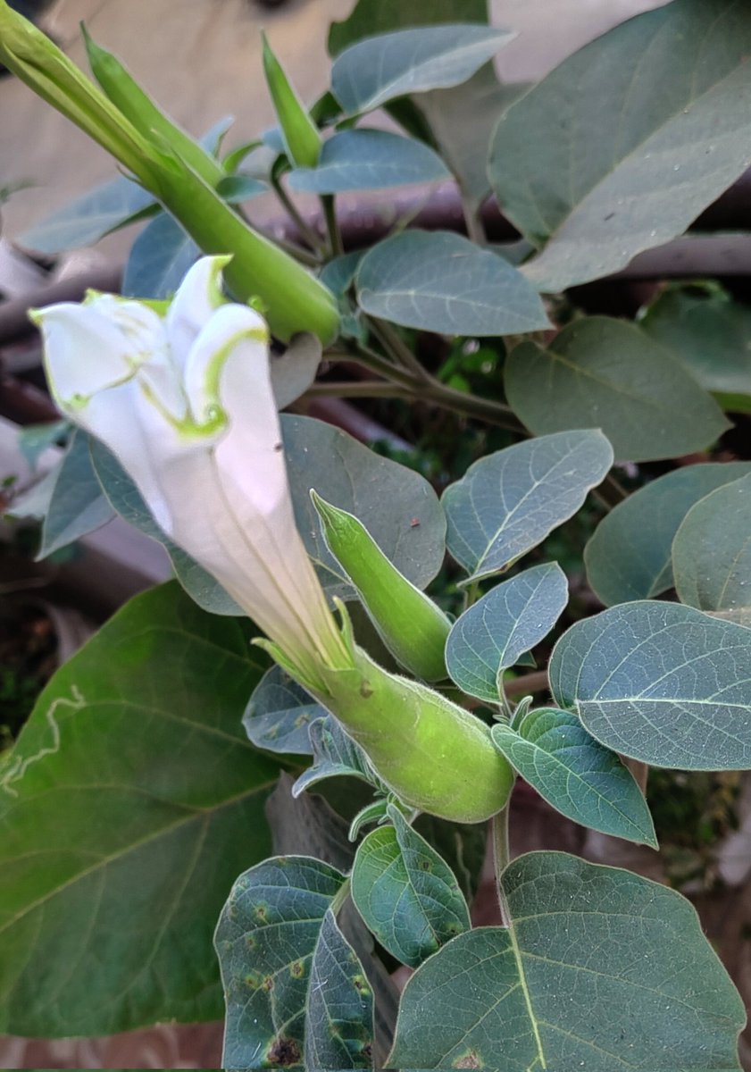 Prapti Sharma tweet media