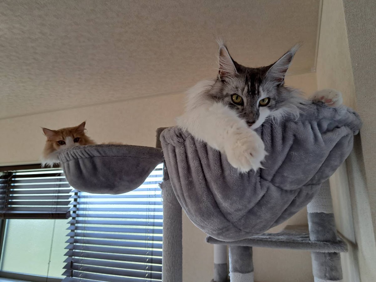 綺璃（きり）Ship6🐈️🦎 tweet media