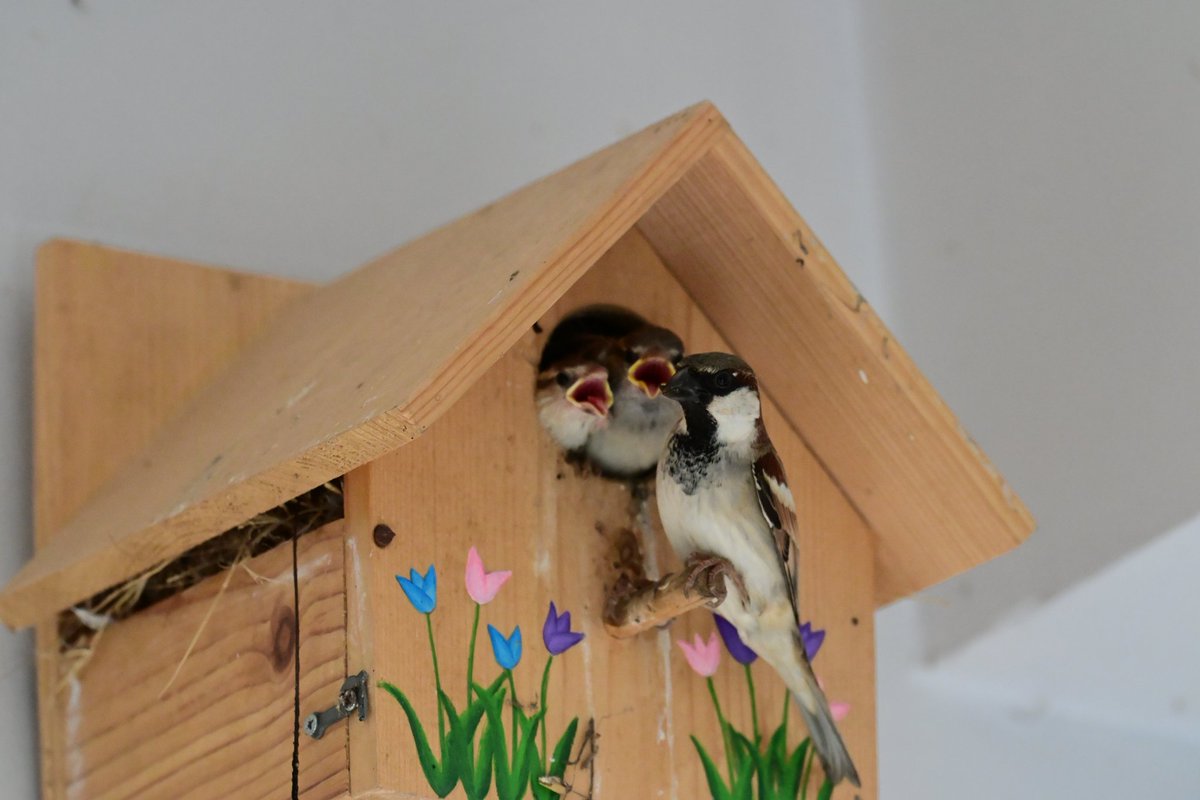 DumbOrator tweet media