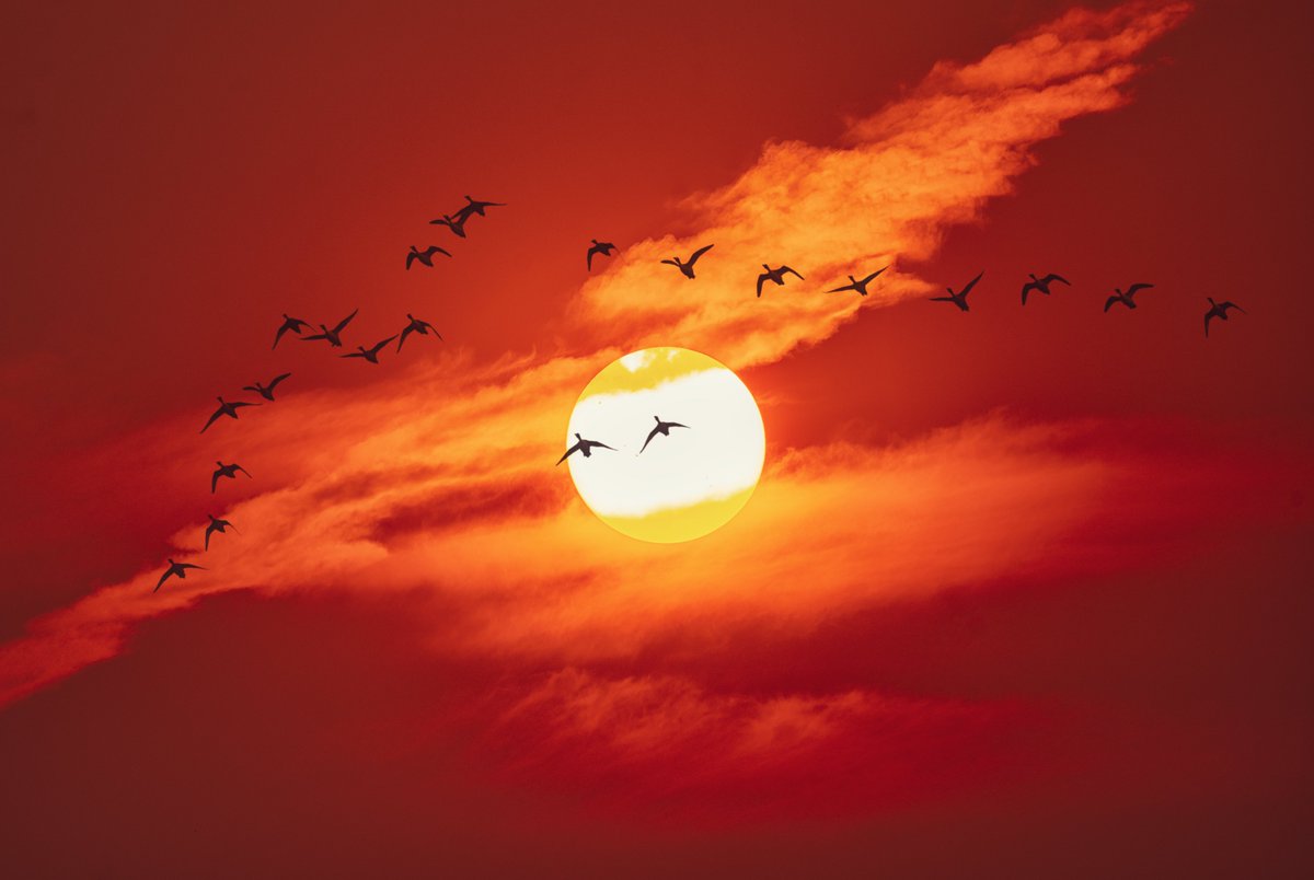 Arijit Mondal tweet media