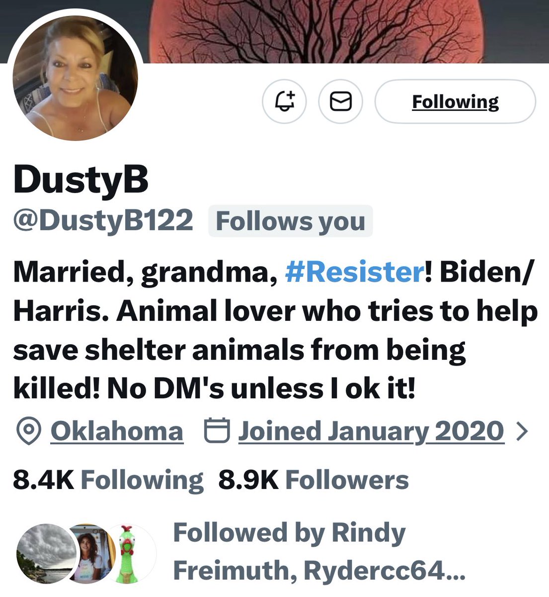 Turquoise Cat tweet media