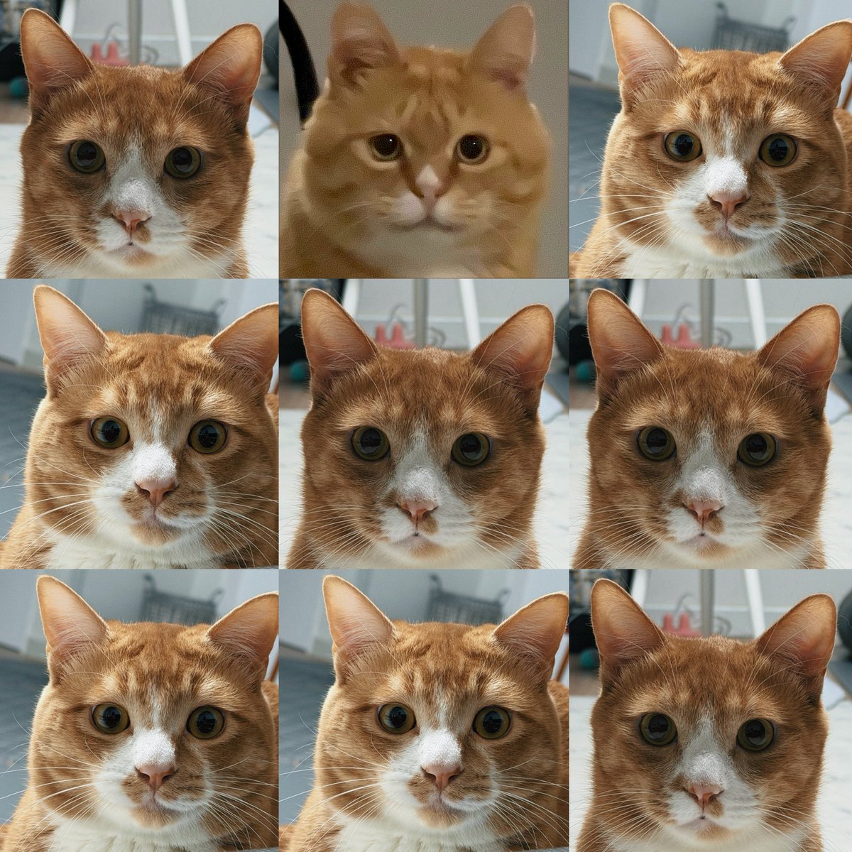 우리집강아지사진계정 tweet media