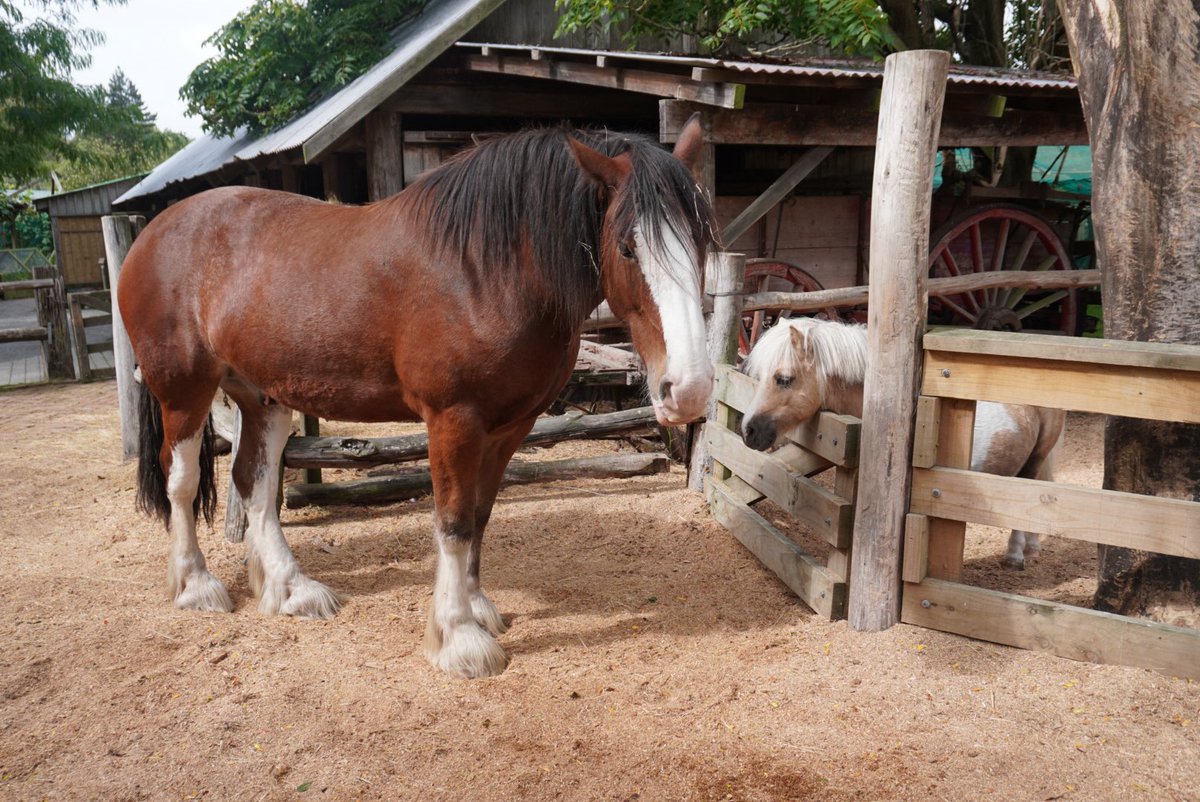 日本大学豊山女子高等学校・中学校 tweet media