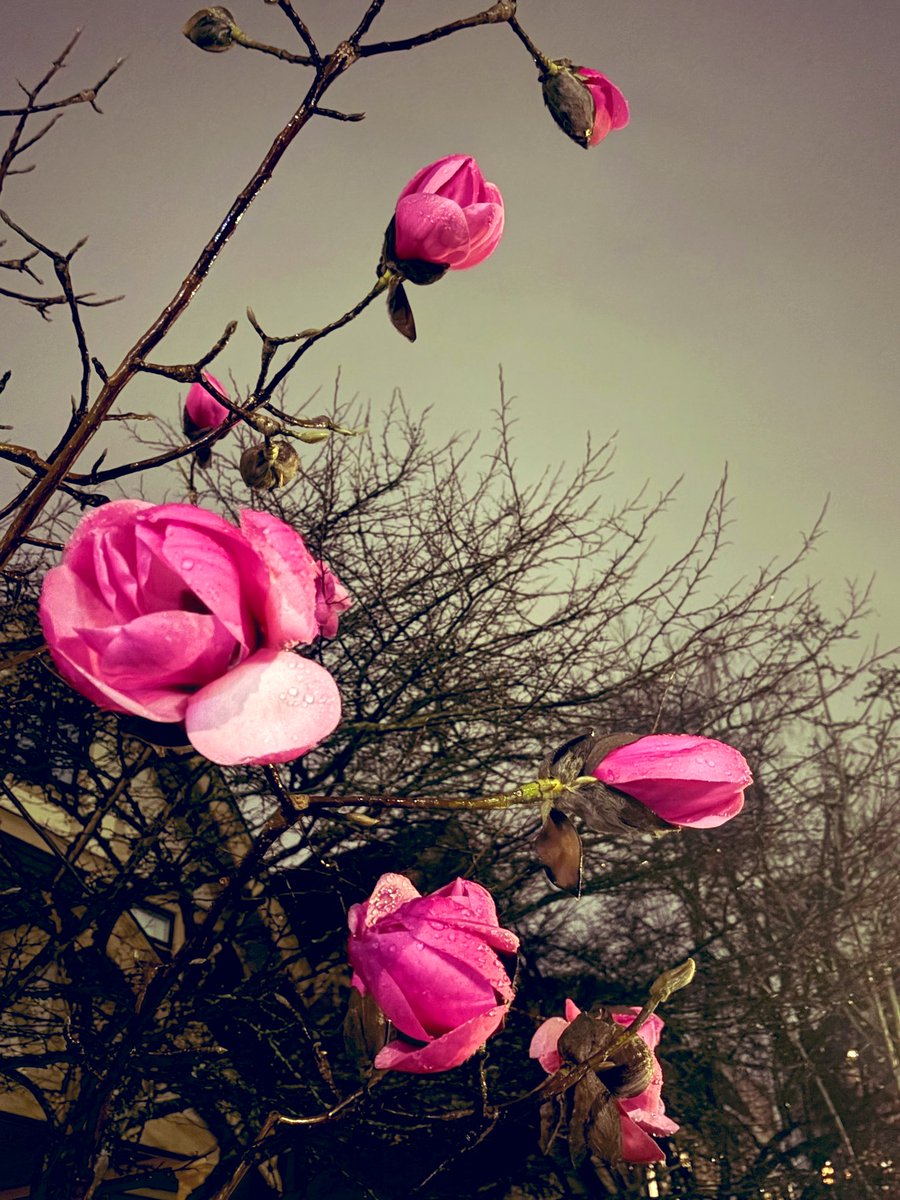 deepa 🏴‍☠️ tweet media