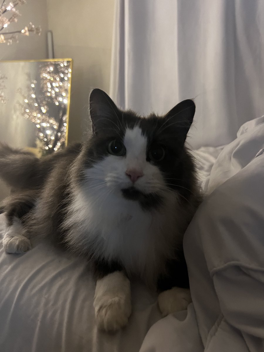 abby 🐉 tweet media