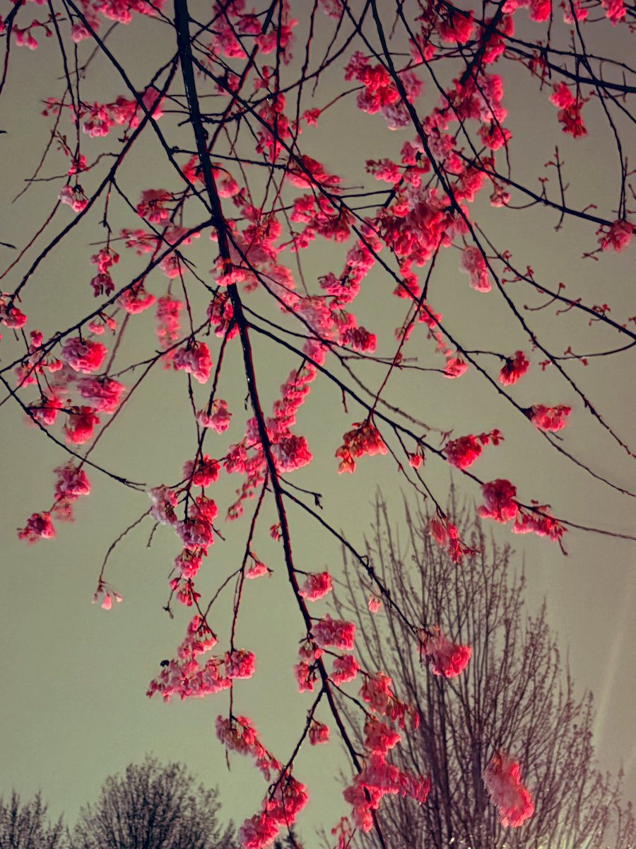 deepa 🏴‍☠️ tweet media