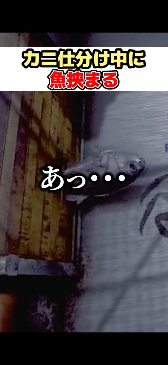 アルノード⚜👑ホラゲで笑わせる王子VTuber tweet media