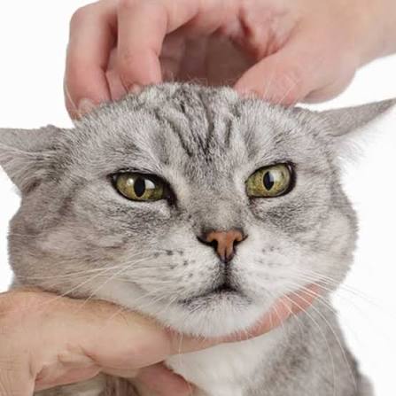 오토마톤9🍥🩵 tweet media