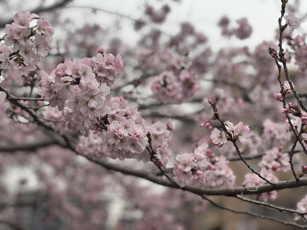 みぞれ tweet media