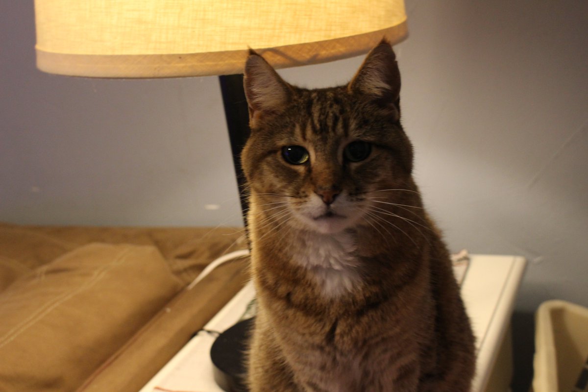 Professor Minerva McGonagall tweet media