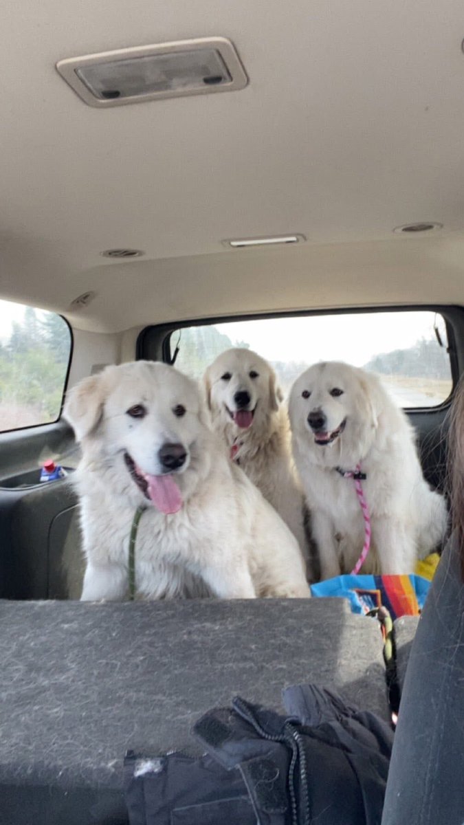 RevaliTheBerner tweet media