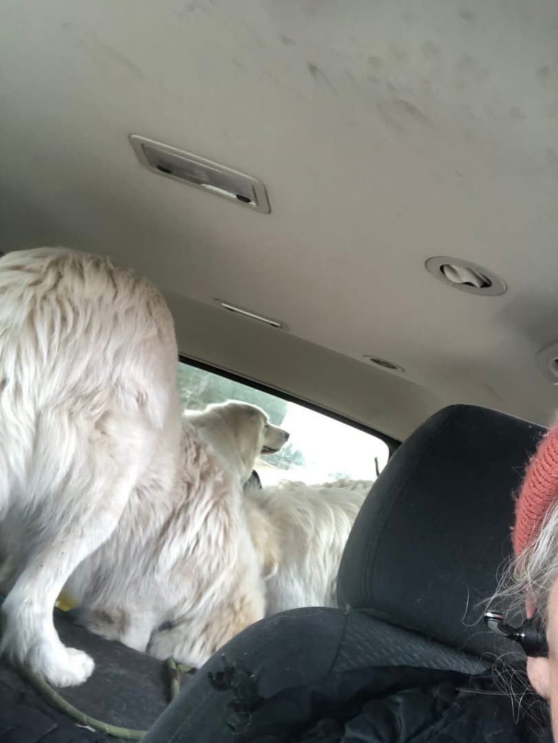 RevaliTheBerner tweet media