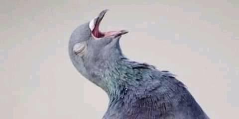 ®️ E L E tweet media