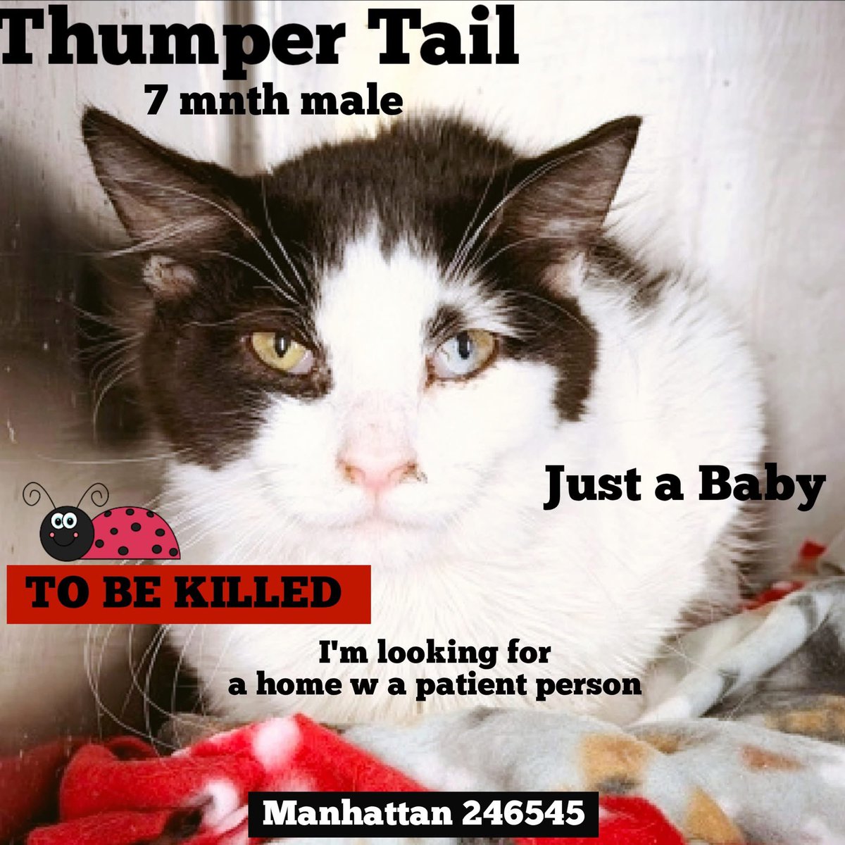 Nik & Marley Cat tweet media