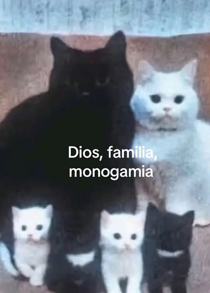 gatos fazendo gatices tweet media