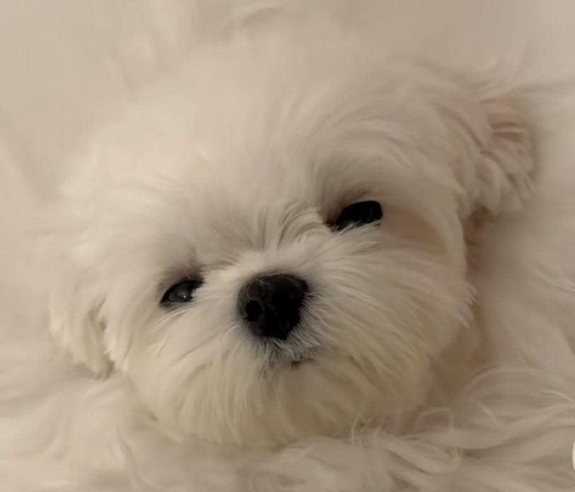 네네코 마시로 tweet media