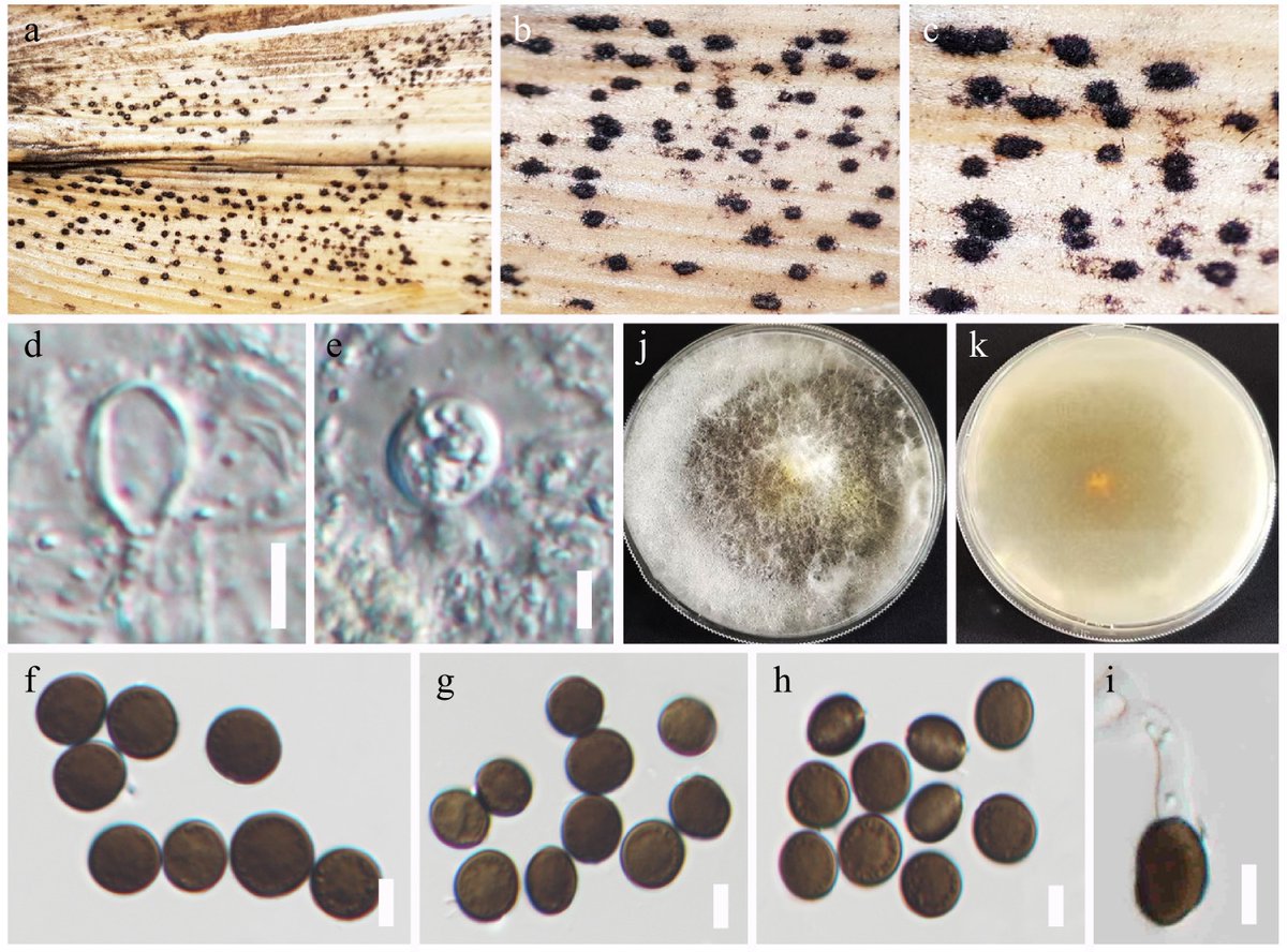 Maximum Academic tweet media