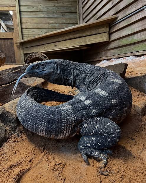 Sir Humphrey 🇺🇦 tweet media