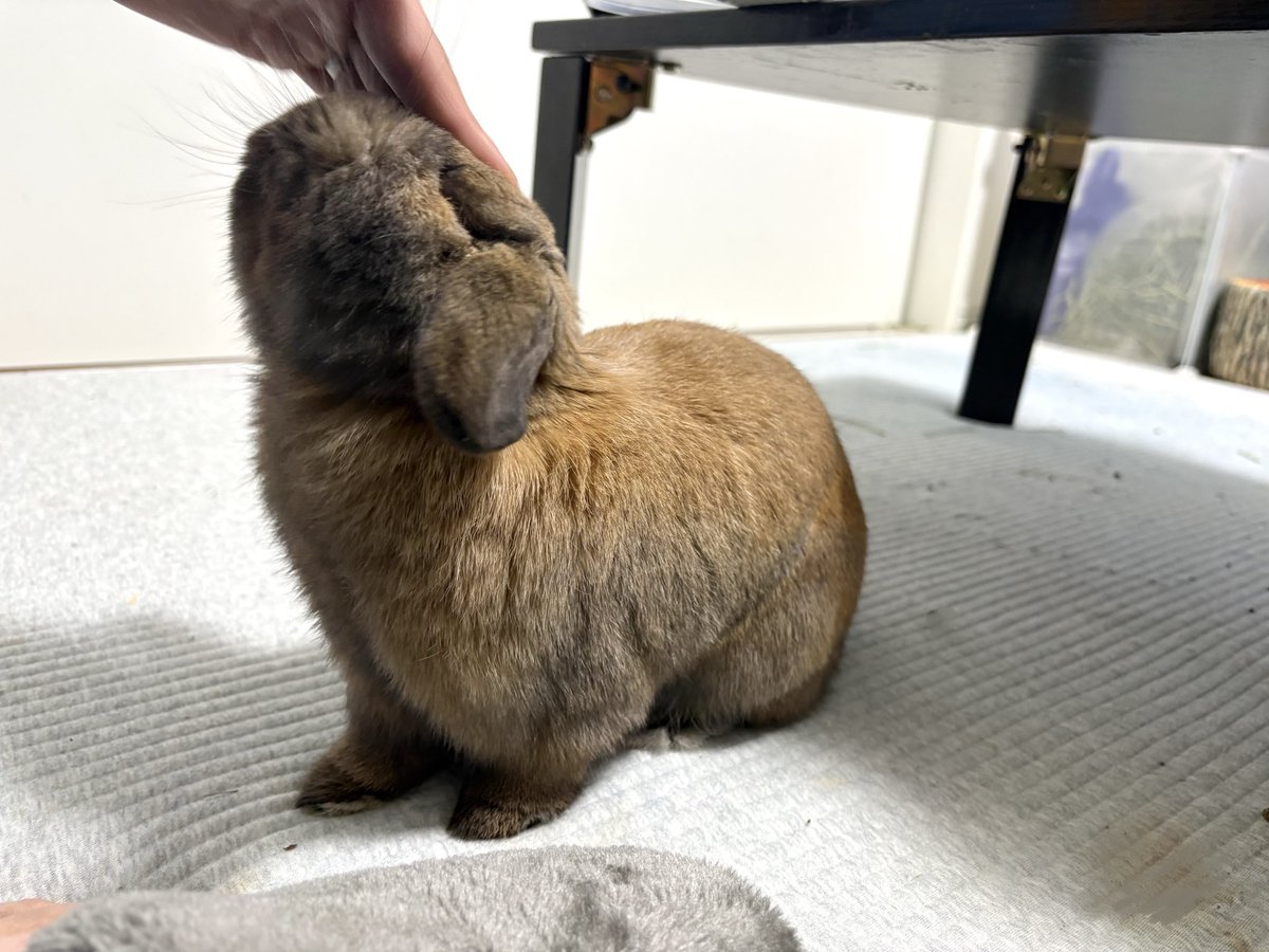 うさぎのポパイ tweet media