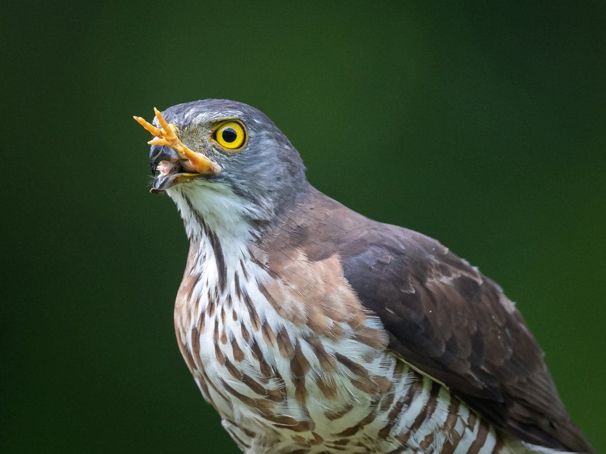 BP Chua Photography tweet media