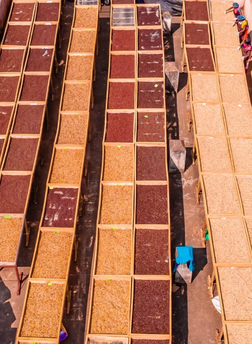 Manas Muduli tweet media