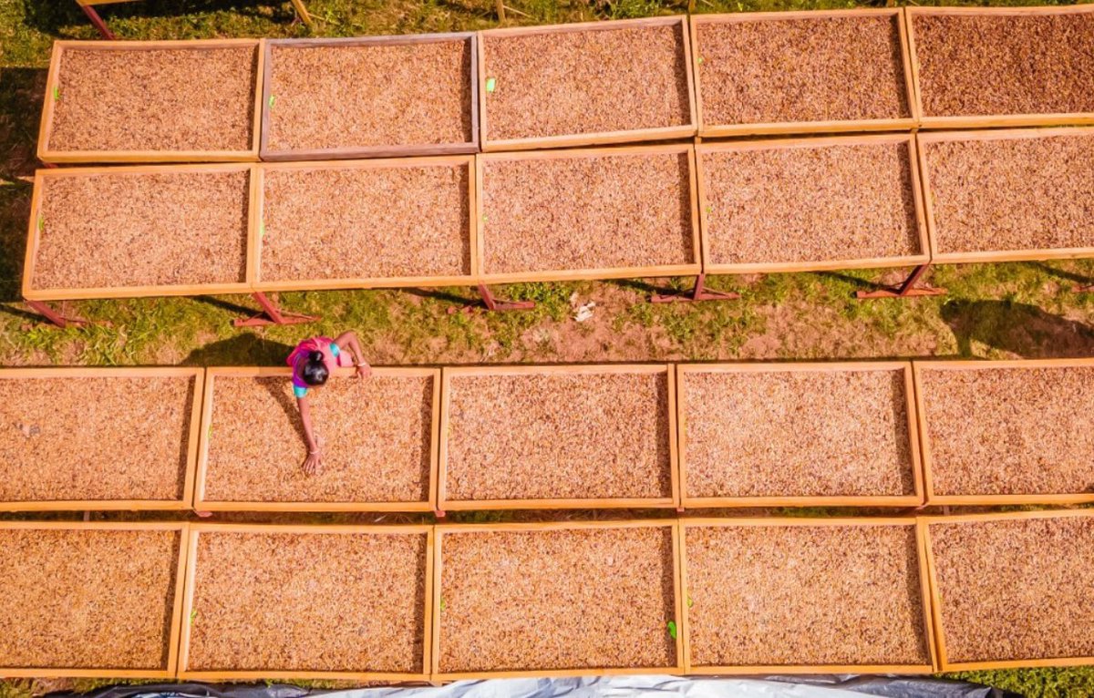 Manas Muduli tweet media