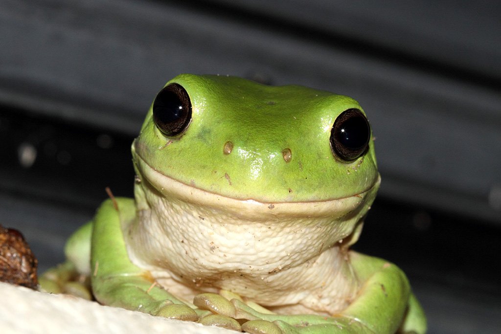 🍋💙Birdee💚🍅 tweet media