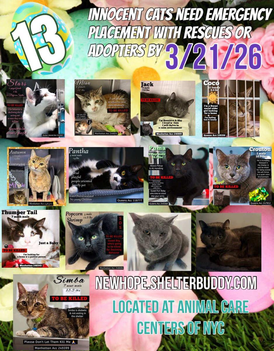 Nik & Marley Cat tweet media