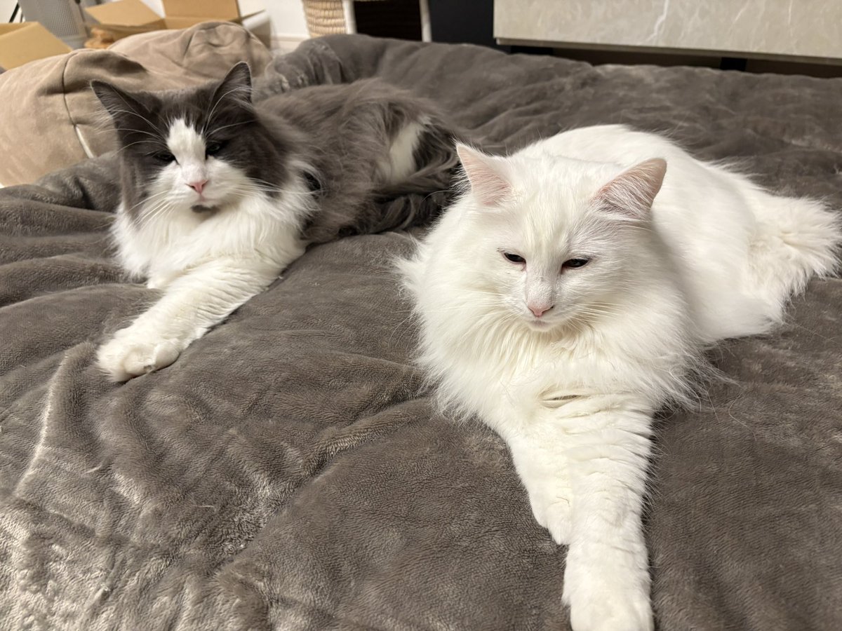 hiratarahi's tweet photo. シンクソナイズド猫
#猫のいる生活 
#猫のいる暮らし
#ノルウェージャンフォレストキャット
#猫のいる幸せ https://t.co/xLcYavSfG3
