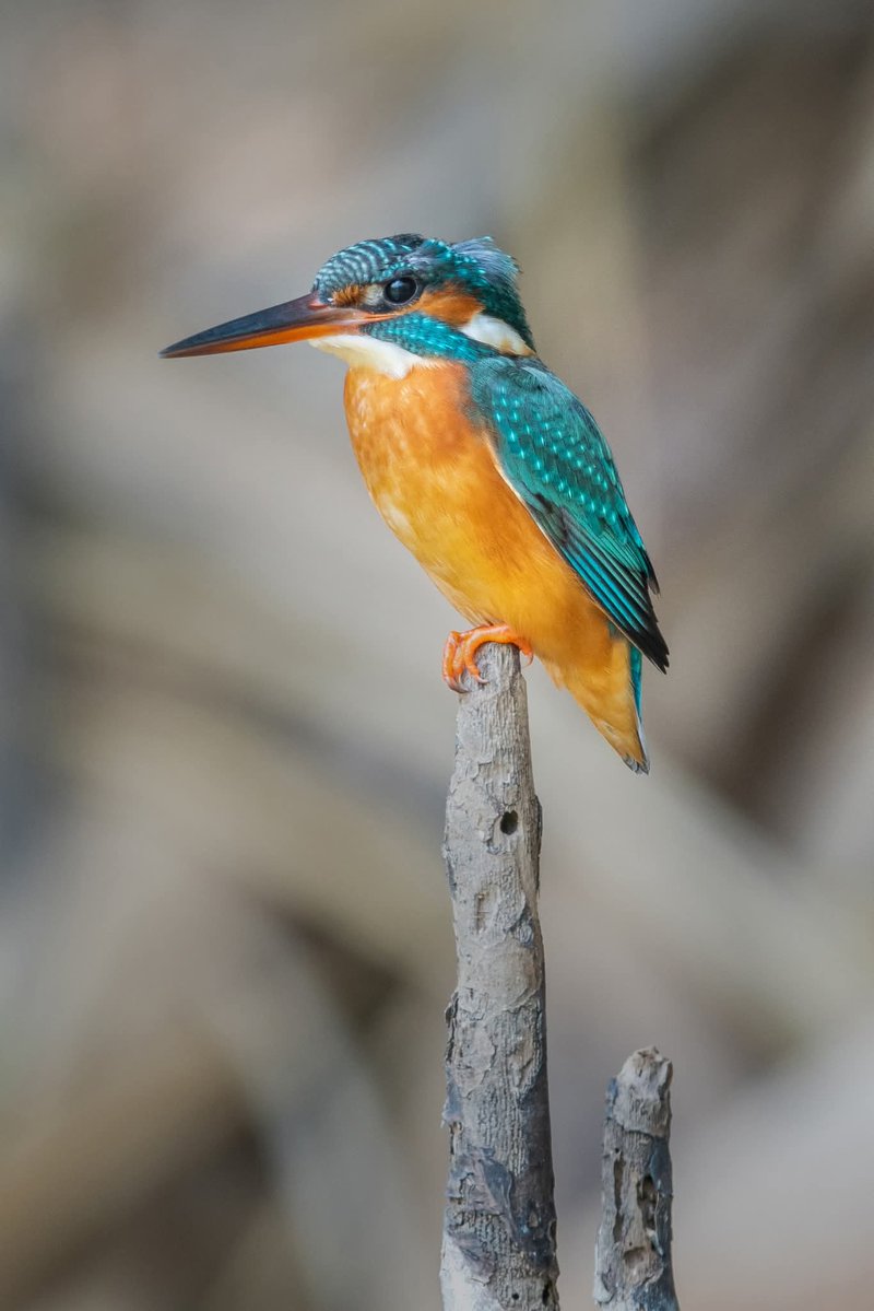 BP Chua Photography tweet media