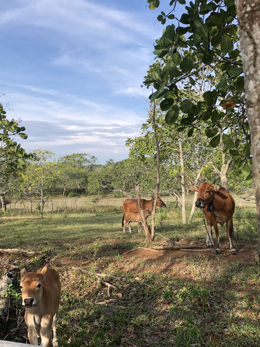bioluminescence tweet media