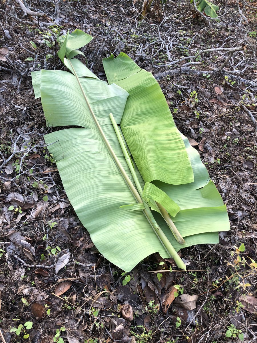 bioluminescence tweet media