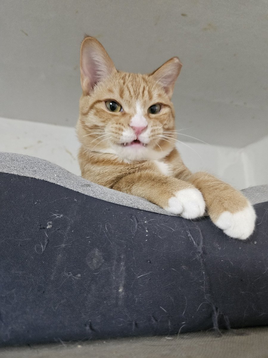 고양이 입양홍보 tweet media