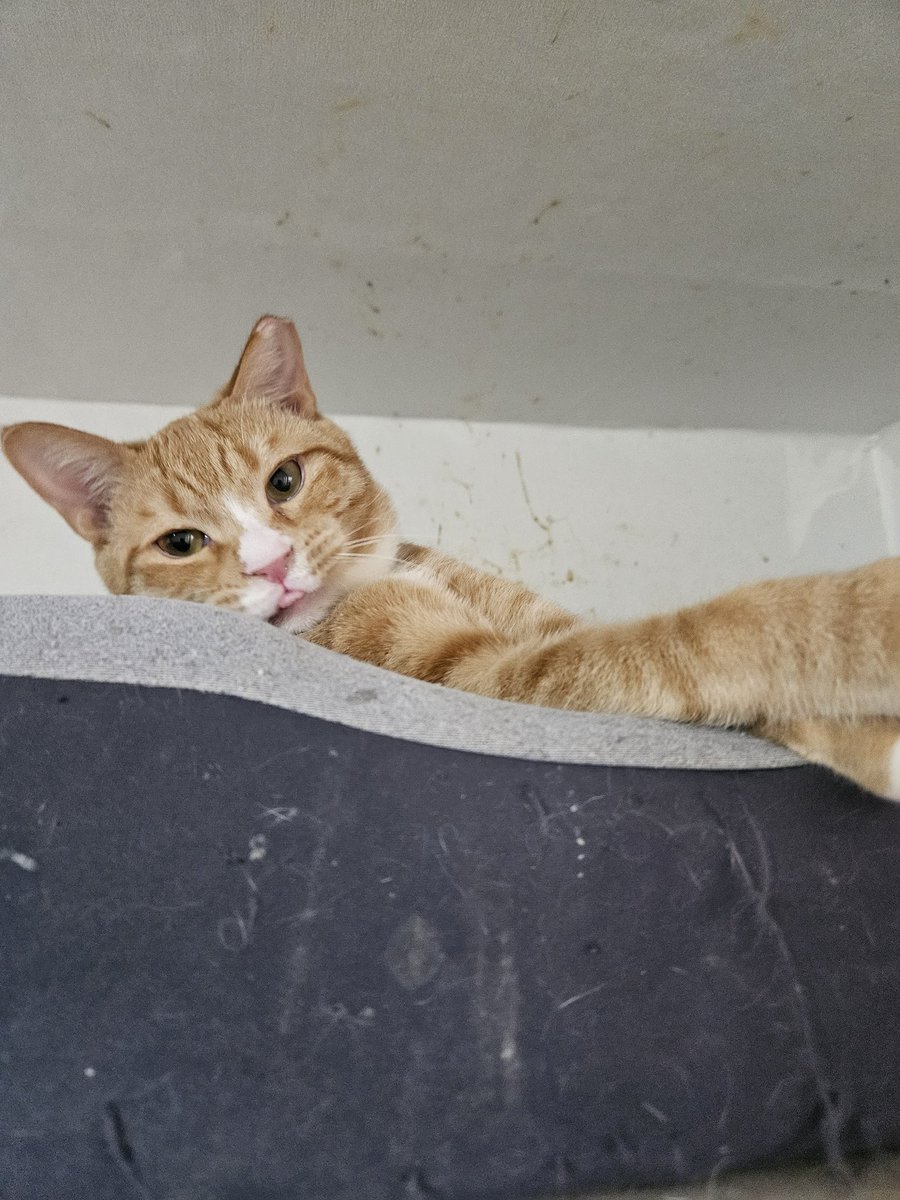 고양이 입양홍보 tweet media