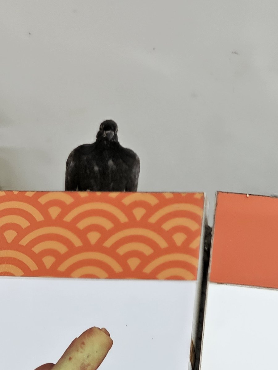 imagi 🐸 comms close tweet media