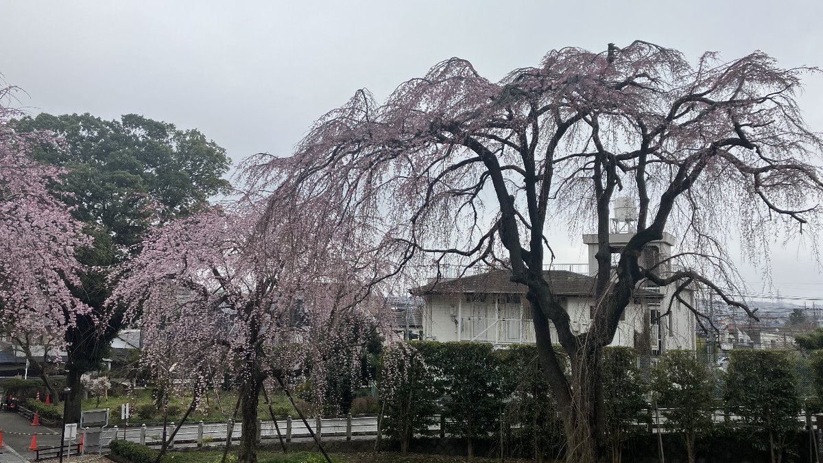 森のくまさん tweet media