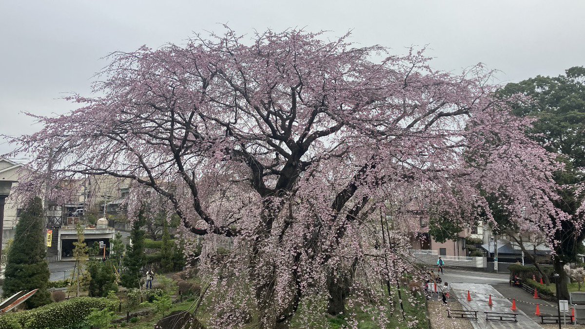 森のくまさん tweet media