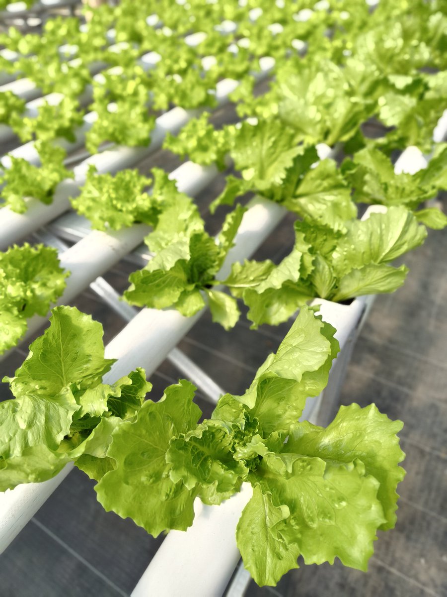 Bakul Selada tweet media