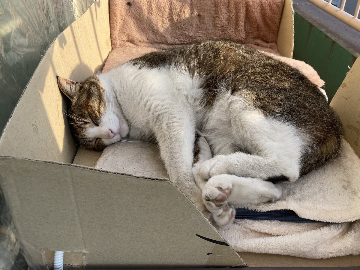 イフマサカ tweet media